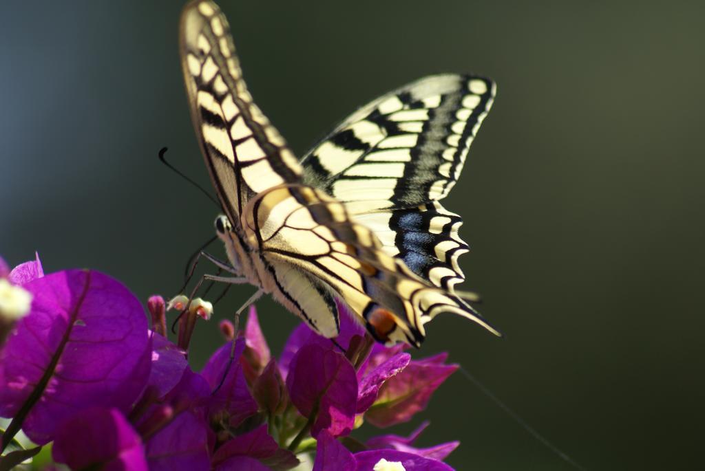 O Ioannis Villa Kritinia ภายนอก รูปภาพ